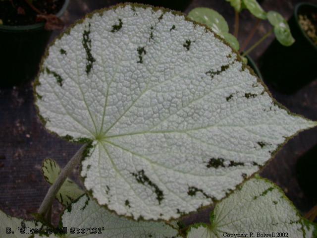 B. ‘Silver Jewell Sport’